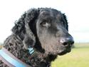 Curly coated retriever Balto (RIP)