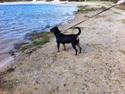 Rottweiler Vom Hause Wenorra Latoya