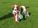 Kooikerhondje Vitovanis Alpha de Bel´Mo - R.I.P.