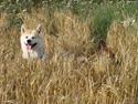 Akita inu Nara