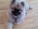 Keeshond Evridex Dzek Pot ( Lusjen)