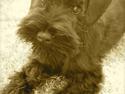 Dvaergschnauzer Sváva's I'm Coco Chanel