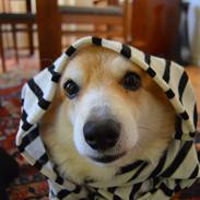 Welsh corgi pembroke Yang-hua *Nadia* Na-bob