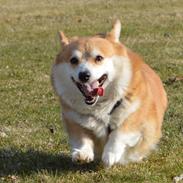 Welsh corgi pembroke Yang-hua *Nadia* Na-bob