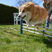 Welsh corgi pembroke Yang-hua *Nadia* Na-bob