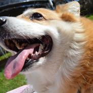 Welsh corgi pembroke Yang-hua *Nadia* Na-bob