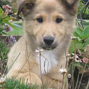 Blanding af racer Freya