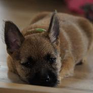Cairn terrier Laban