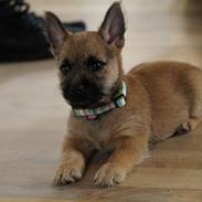 Cairn terrier Laban