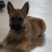 Cairn terrier Laban