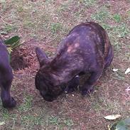 Fransk bulldog Trunte