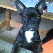 Fransk bulldog Trunte