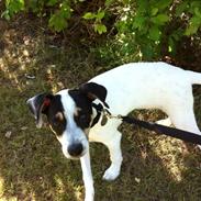 Dansk svensk gaardhund Axel