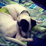 Dansk svensk gaardhund Axel