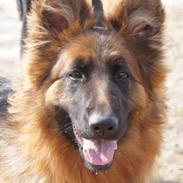 Schæferhund Arijel´s Henna