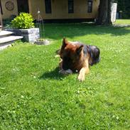 Schæferhund Arijel´s Henna