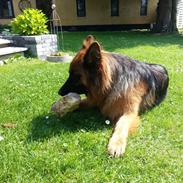 Schæferhund Arijel´s Henna