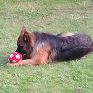 Schæferhund Arijel´s Henna