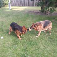 Schæferhund Arijel´s Henna