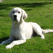 Golden retriever Manse