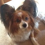 Papillon Nuser