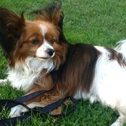 Papillon Nuser