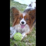 Papillon Nuser