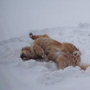 Golden retriever Koda