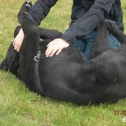 Labrador retriever Baloo