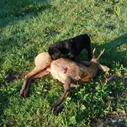 Labrador retriever Baloo