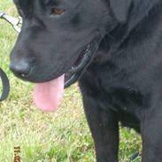 Labrador retriever Baloo