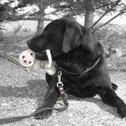 Labrador retriever Baloo