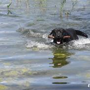 Labrador retriever Baloo