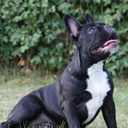 Fransk bulldog Evitta von marahazi-mirage (Lilly)