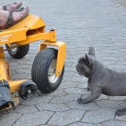 Fransk bulldog Blue Buffy
