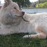 Finsk lapphund Bella