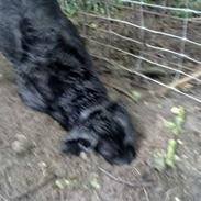 Blanding af racer Freja