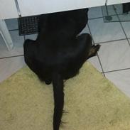 Blanding af racer Freja