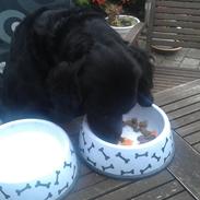 Blanding af racer Freja