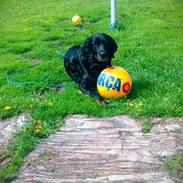 Blanding af racer Freja