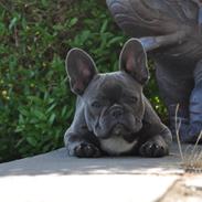 Fransk bulldog Blue Buffy
