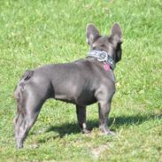 Fransk bulldog Blue Buffy