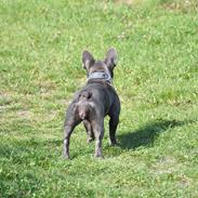 Fransk bulldog Blue Buffy