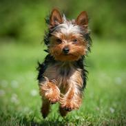 Yorkshire terrier Ilse