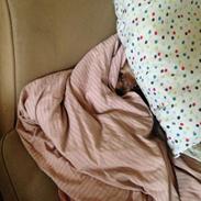 Yorkshire terrier Ilse