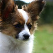 Papillon Milo