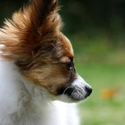 Papillon Milo