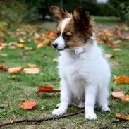 Papillon Milo