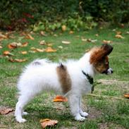 Papillon Milo