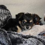 Blanding af racer Mollie